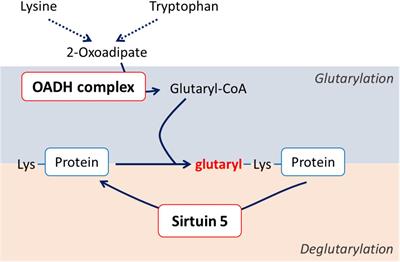 Delayed Impact of 2-Oxoadipate Dehydrogenase Inhibition on the Rat Brain Metabolism Is Linked to Protein Glutarylation